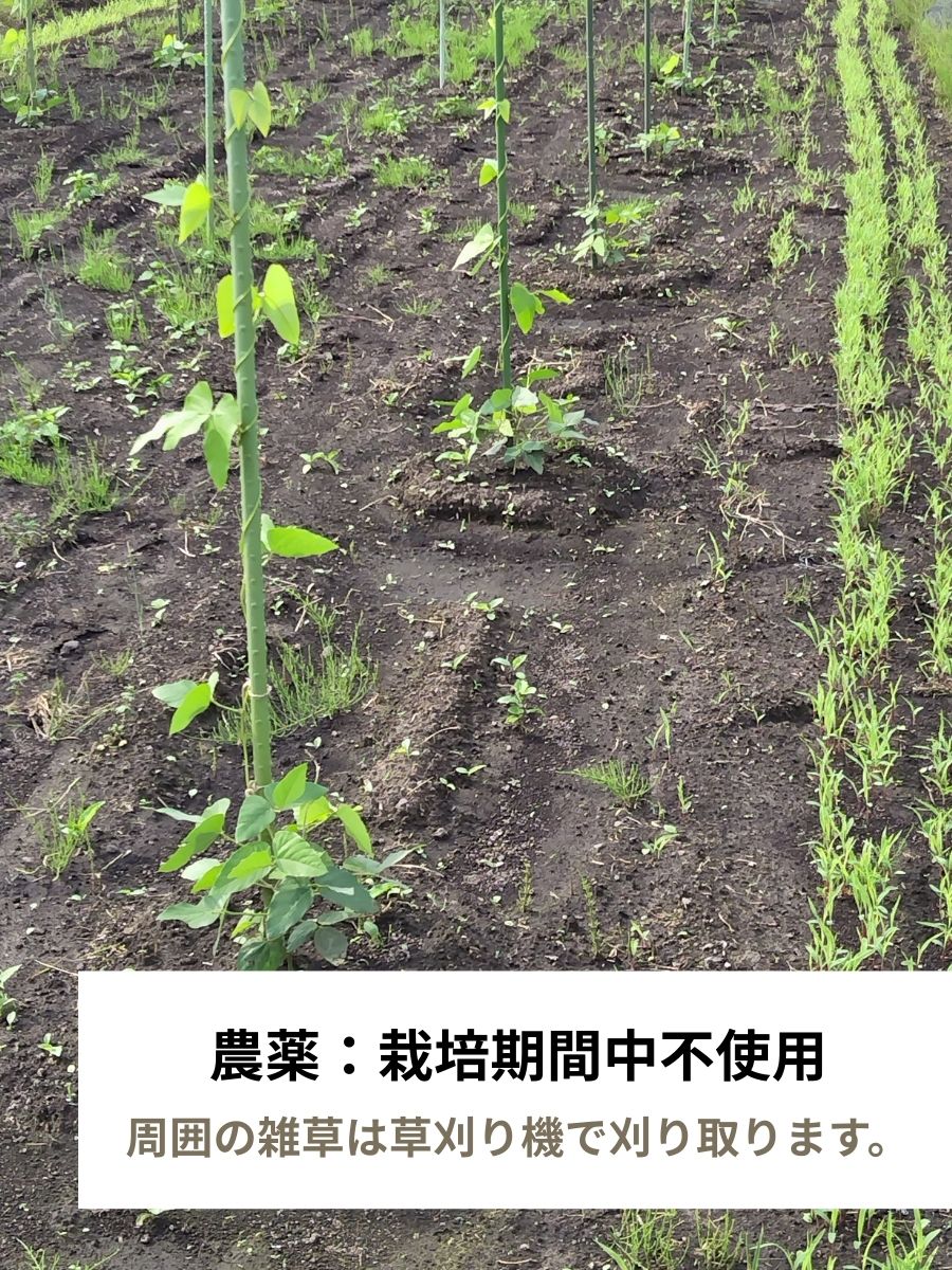 【鹿児島県産】乾燥ムクナ豆（八升豆）100g