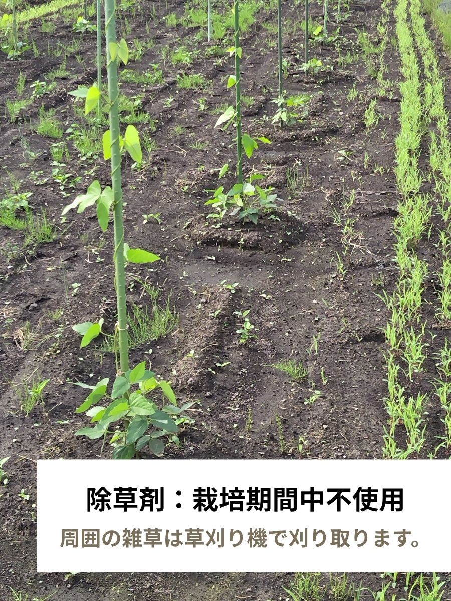 【鹿児島県産】乾燥ムクナ豆（八升豆）100g
